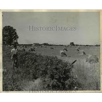 1935 Press Photo Stacks of Wheat Near London Ohio