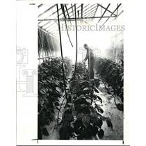 1987 Press Photo Richard Gerhart tends to his experimental peppers - cva13500