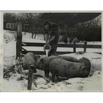 1933 Press Photo Dairy farmer feeds hogs certified milk  - nee93377