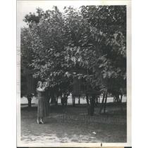 1942 Press Photo Mulberry Tree Picking Woman Harvest