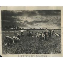 1928 Press Photo Immigrant Workers in Cranberry Bogs - RRR89119