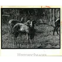 1988 Press Photo Ram stares out from behind fence at Abita Springs Quail Farm