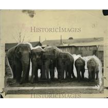 1925 Press Photo Miller Brothers circus elephants outside the tents - neo18077