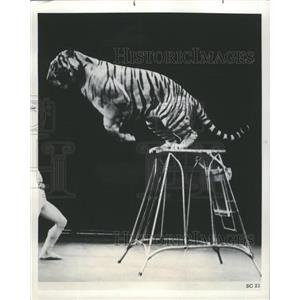 1976 Press Photo Soviet Circus Tigers - RRW46975