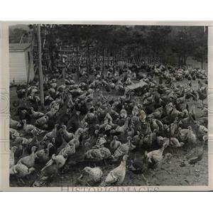 1937 Press Photo Flock of Turkeys at Elbow Brook Farm in Brimfield Massachusetts