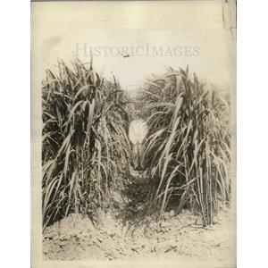 1929 Press Photo Farmer stands among sugar cane stalks - neb67490