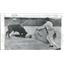1955 Press Photo LaPlaya fighting bull mauls Patricia - RRQ20821