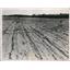 1936 Press Photo Grasshoppers Ravage Farms Throughout MidWest - nee33671