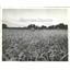 1938 Press Photo Wheat fields Kansas federal program