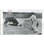 1955 Press Photo LaPlaya fighting bull mauls Patricia - RRQ20821