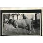 1925 Press Photo Lyons Sarcastie Roindyke's New World' Champion Cattle