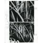 1970 Press Photo Fibers of wool rug studied to determine where dirt hides