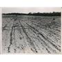 1936 Press Photo Grasshoppers Ravage Farms Throughout MidWest - nee33671