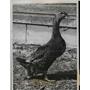 1939 Press Photo 4 Legged Duck on Dexter Minnesota - nee37913