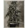 1937 Press Photo Tomato Plant Grown from Seed Without Soil in Dilute Chemicals