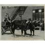 1937 Press Photo Oxen Pulling Cart, Sioux City Iowa Stockyards - nee42264